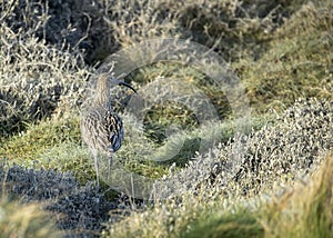 Eurasian Curlew Spotted in Ireland: Rare Sighting of Numenius arquata