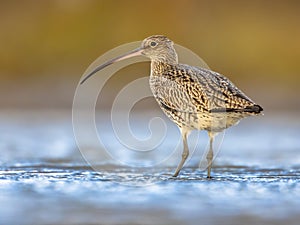 Eurasian curlew wading in tidal marsh waddensea