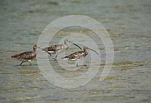 Eurasian curlews wading in water