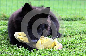 Eurasian dog playing with toy