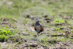 Eurasian dotterel (Charadrius morinellus) Island  Helgoland, Germany