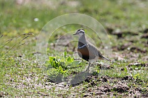 Eurasian dotterel (Charadrius morinellus) Island  Helgoland, Germany