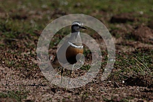 Eurasian dotterel (Charadrius morinellus) Island  Helgoland, Germany