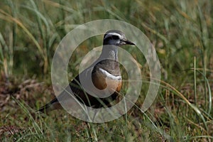 Eurasian dotterel (Charadrius morinellus) Island  Helgoland, Germany