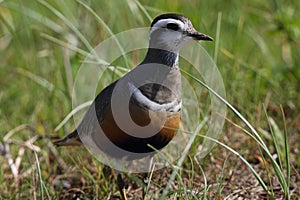 Eurasian dotterel (Charadrius morinellus) Island  Helgoland, Germany