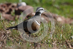 Eurasian dotterel (Charadrius morinellus) Island  Helgoland, Germany