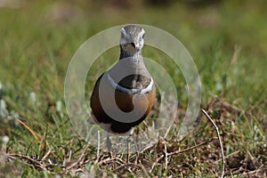 Eurasian dotterel (Charadrius morinellus) Island  Helgoland, Germany