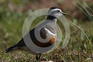 Eurasian dotterel (Charadrius morinellus) Island  Helgoland, Germany