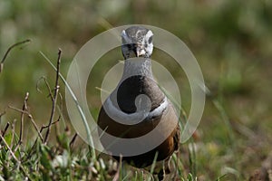 Eurasian dotterel (Charadrius morinellus) Island  Helgoland, Germany