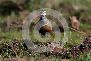 Eurasian dotterel (Charadrius morinellus) Island  Helgoland, Germany