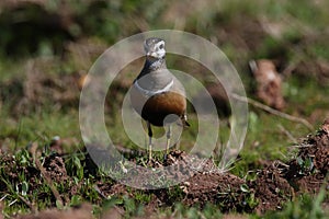 Eurasian dotterel (Charadrius morinellus) Island  Helgoland, Germany