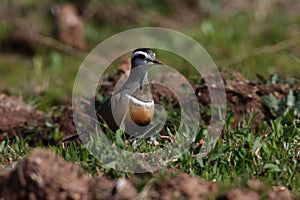 Eurasian dotterel (Charadrius morinellus) Island  Helgoland, Germany