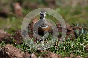 Eurasian dotterel (Charadrius morinellus) Island  Helgoland, Germany