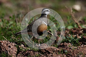 Eurasian dotterel (Charadrius morinellus) Island  Helgoland, Germany