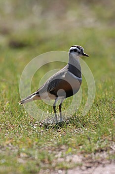 Eurasian dotterel (Charadrius morinellus) Island  Helgoland, Germany