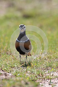 Eurasian dotterel (Charadrius morinellus) Island  Helgoland, Germany