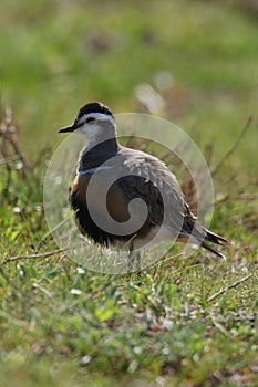 Eurasian dotterel (Charadrius morinellus) Island  Helgoland, Germany