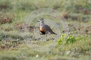 Eurasian dotterel (Charadrius morinellus) Island  Helgoland, Germany