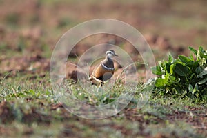 Eurasian dotterel (Charadrius morinellus) Island  Helgoland, Germany