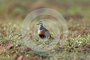 Eurasian dotterel (Charadrius morinellus) Island  Helgoland, Germany