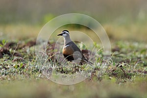 Eurasian dotterel (Charadrius morinellus) Island  Helgoland, Germany