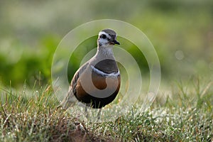 Eurasian dotterel (Charadrius morinellus) Island  Helgoland, Germany