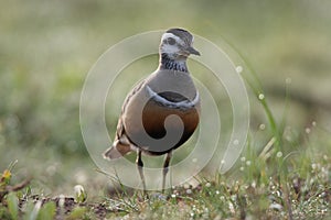 Eurasian dotterel (Charadrius morinellus) Island  Helgoland, Germany