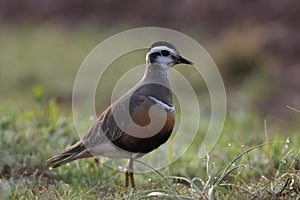 Eurasian dotterel (Charadrius morinellus) Island  Helgoland, Germany