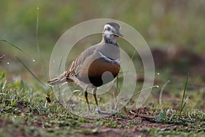 Eurasian dotterel (Charadrius morinellus) Island  Helgoland, Germany