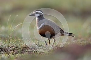 Eurasian dotterel (Charadrius morinellus) Island  Helgoland, Germany