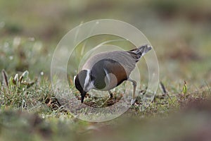 Eurasian dotterel (Charadrius morinellus) Island  Helgoland, Germany