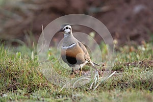 Eurasian dotterel (Charadrius morinellus) Island  Helgoland, Germany