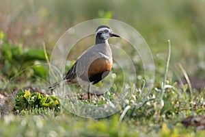 Eurasian dotterel (Charadrius morinellus) Island  Helgoland, Germany