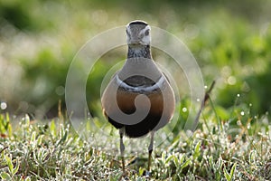 Eurasian dotterel (Charadrius morinellus) Island  Helgoland, Germany