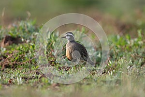 Eurasian dotterel (Charadrius morinellus) Island  Helgoland, Germany