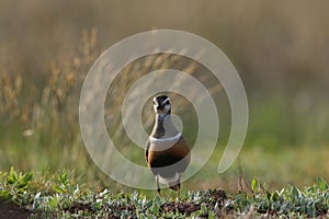 Eurasian dotterel (Charadrius morinellus) Island  Helgoland, Germany