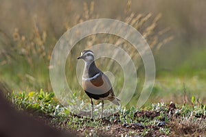 Eurasian dotterel (Charadrius morinellus) Island  Helgoland, Germany