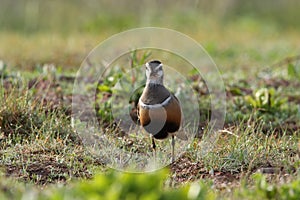 Eurasian dotterel (Charadrius morinellus) Island  Helgoland, Germany