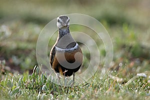 Eurasian dotterel (Charadrius morinellus) Island  Helgoland, Germany