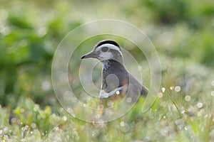 Eurasian dotterel (Charadrius morinellus) Island  Helgoland, Germany