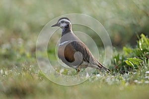 Eurasian dotterel (Charadrius morinellus) Island  Helgoland, Germany