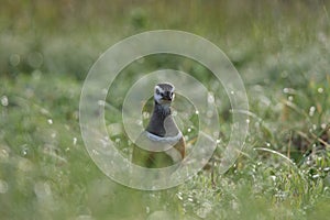 Eurasian dotterel (Charadrius morinellus) Island  Helgoland, Germany