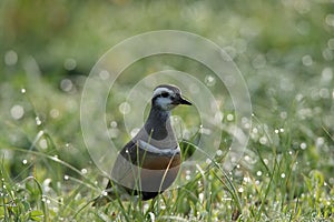 Eurasian dotterel (Charadrius morinellus) Island  Helgoland, Germany