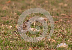 An Eurasian Dotterel in the steppe habitat