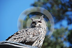 Eurasian eagel-owl photo