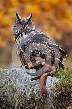 Eurasian Eagle with kill. Owl autumn photo. Eagle Owl in the nature forest habitat. Wildlife from nature with owl. Big Eurasian Ea