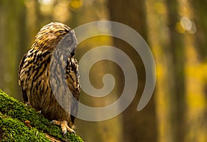 An eurasian eagle owl