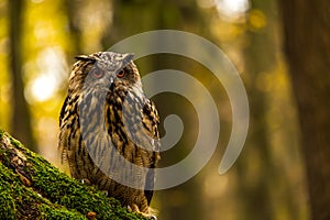 An eurasian eagle owl