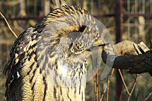 Eurasian Eagle-owl.
