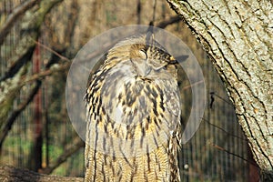 Eurasian Eagle-owl.